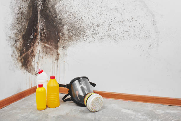 Best Attic Mold Remediation in Harlingen, TX