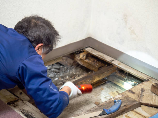 Best Mold Testing and Inspection Services in Harlingen, TX