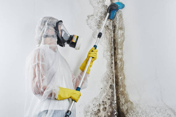 Best Preventive Mold Services in Harlingen, TX