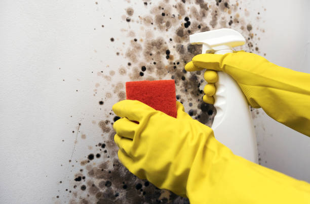 Best Kitchen Mold Remediation in Harlingen, TX