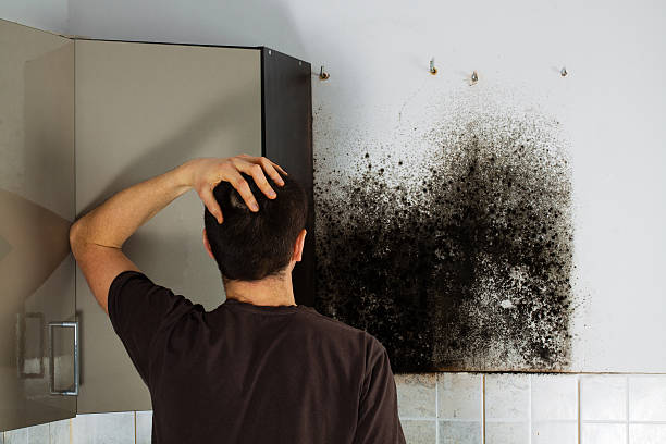 Best Insurance-Related Mold Remediation in Harlingen, TX