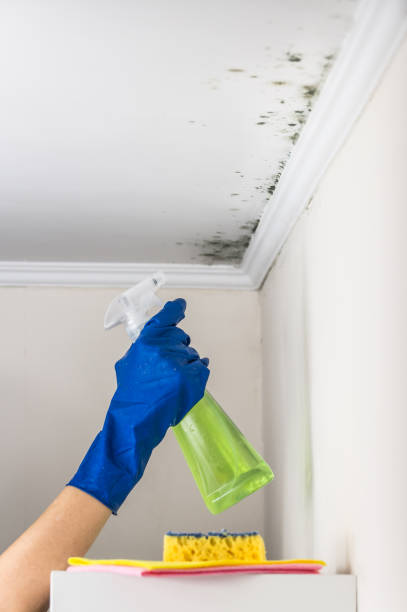 Best Basement Mold Remediation in Harlingen, TX